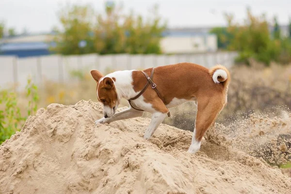 Basenji Cão Estar Fase Caça Cavando Pilha Areia Enquanto Procurava — Fotografia de Stock