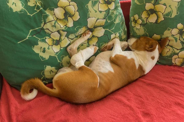 Cão Basenji Deprimido Com Pés Traseiros Enfaixados Quebrados Deitado Travesseiro — Fotografia de Stock