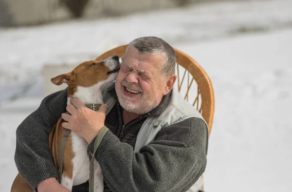 Netter Basenji Hund Flüstert Sein Herrchen Liebt Dich Während Auf — Stockfoto