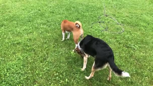 Bir Çift Köpek Erkek Basenj Bir Dişi Melez Köpek Senkronize — Stok video