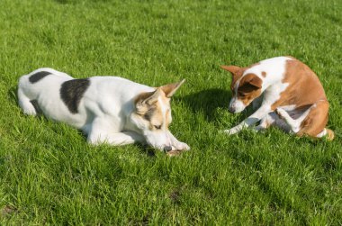 Basenji köpeği, baharda çimenlikte dinlenirken büyük ve genç melez avcılardan ve kuzeyli köpek arkadaşından kemik koparmaya çekinir.