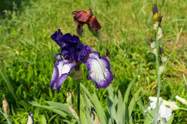 Fechar Vista Sobre Botões Diferentes Flor Íris Canteiro Flores Primavera — Fotografia de Stock