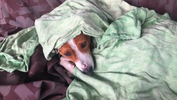 Ώριμος Σκύλος Basenji Αναπαύεται Κάτω Από Παλιό Πράσινο Κάλυμμα — Αρχείο Βίντεο