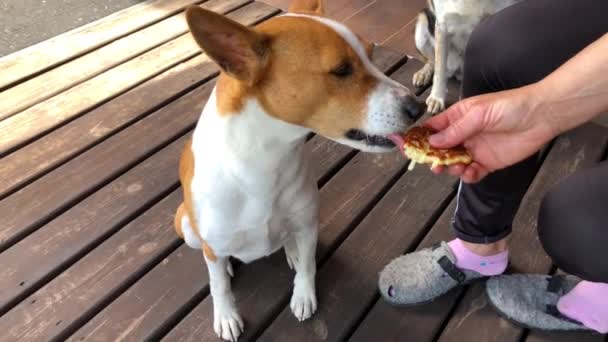 Basenji Cão Macho Comendo Panqueca Mão Mestre Enquanto Cão Fêmea — Vídeo de Stock