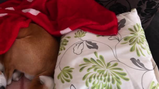 カメラはソファの上で寝坊犬の上に行き その後甘い犬を呼び出します — ストック動画