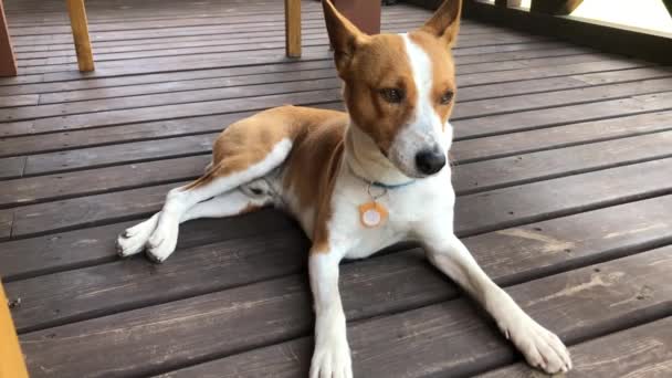 Gammal Basenji Hund Vilar Sött Medan Ligger Trägolv Veranda Sommaren — Stockvideo