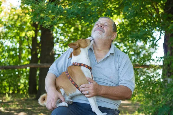 Genç Basenji Köpeği Yaz Parkında Usta Elleri Üzerinde Otururken Sakallı — Stok fotoğraf