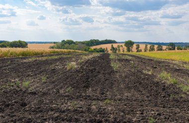 Sonbahar sezonunun başlarında Poltavsk bölgesinde tarlaları olan Ukrayna tarım arazisi 