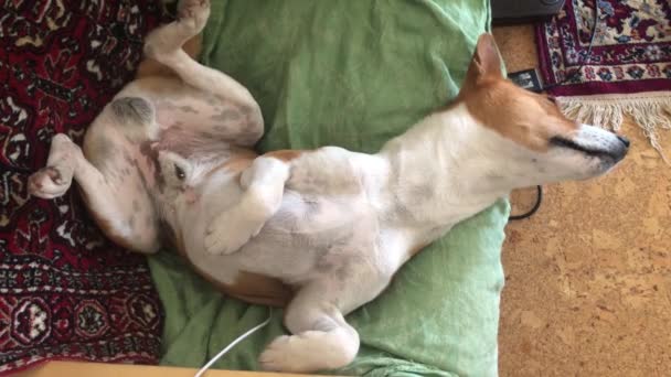 Vue Dessus Sur Chien Basenji Couché Sur Une Chaise Humaine — Video