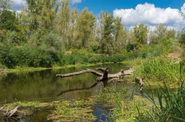 Orta Ukrayna 'da Vorskla nehri ile yaz manzarası