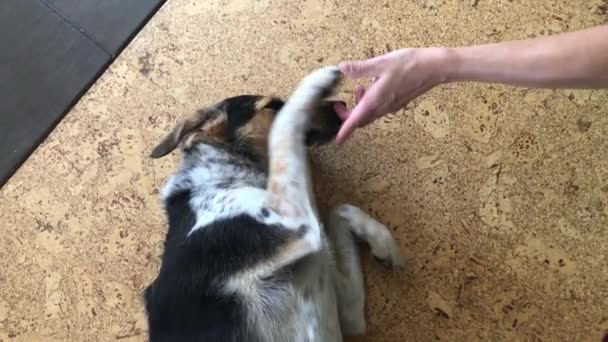 Master Hand Spelen Met Gemengd Ras Hond Terwijl Liggend Een — Stockvideo
