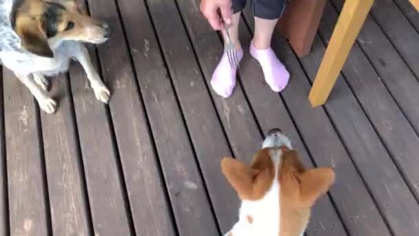 Vista Superior Cão Basenji Comendo Panqueca Mestre Mão Tomando Garfo — Vídeo de Stock