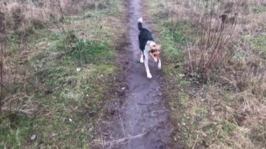 Kırık sol kürek kemiğindeki ameliyattan sonra ilk kez sonbahar arazisinde koşan melez bir köpek.