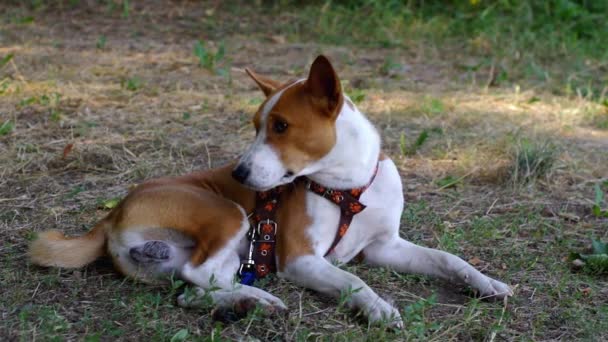 Genç Basenji Köpeği Parkta Dinlenirken Yaz Zemininde Uzanıyor Dikkatlice Etrafa — Stok video