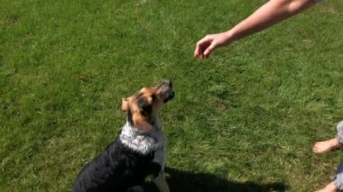 Olgun bir kadın melez olmayı öğretir ve güneşli bir günde yeşil çimlerde Basenji köpeği emirler yağdırır.