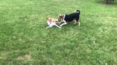 Melez ve Basenji köpeği sonbahar mevsiminde yeşil çimlerde birlikte oynuyorlar.