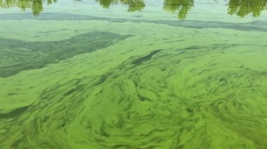 Sıcak mevsimlerdeki fitoplankton evriminin bir sonucu olarak siyanobakterilerle kaplanmış Ukrayna nehir dinamiği üzerine yavaş görüş