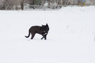 Genç sokak köpeği, bir süre önce Ukrayna 'da oynarken öldürülen küçük farenin kardaki bedenine şaşkınlıkla bakıyor.