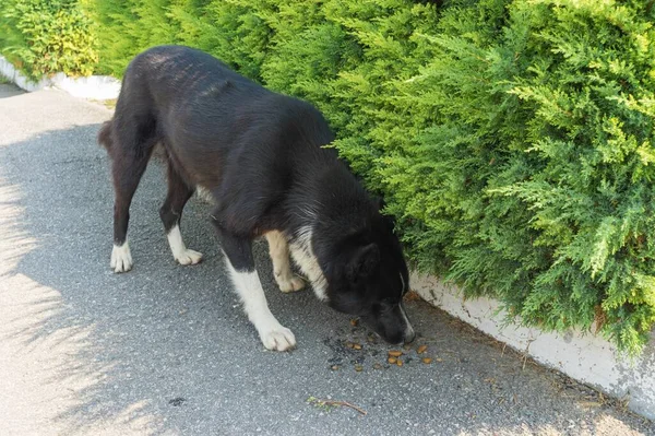 在乌克兰乡村街道的柏油路上 一群可爱的黑白相间的杂种狗站在沥青路面上 嗅出人们留给流浪狗的新食物 — 图库照片
