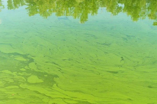 Vista Cerca Del Río Ucraniano Dnipro Cubierto Por Cianobacterias Como — Foto de Stock