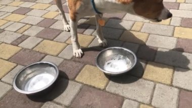 Basenji köpeği sokakta dikilirken iki kâseden süt içiyor.