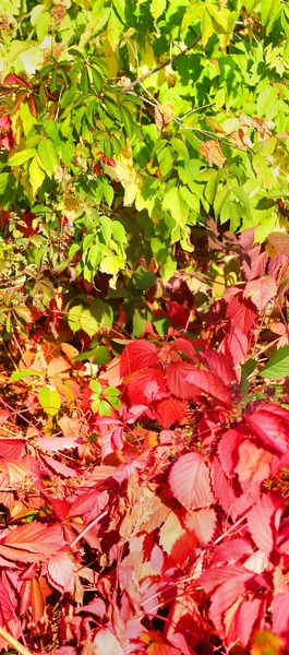 Hojas de lúpulo rojo y verde a principios de otoño — Foto de Stock