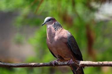 Çince güvercin benekli