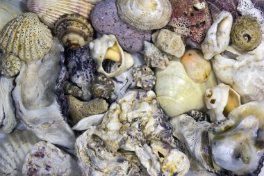 Deniz kabukları ve shellfishes arka plan