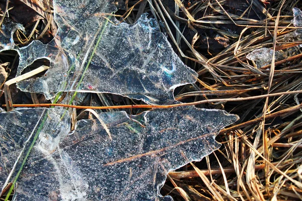 Transparent is och torrt gräs i skogen på tidiga våren — Stockfoto