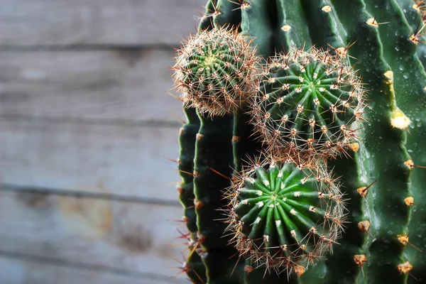 Oude donkere groene cactus met verse jonge scheuten — Stockfoto