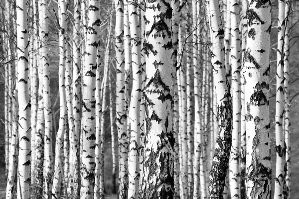 Berken bomen stammen in zwart-wit — Stockfoto