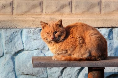 bankta oturan kırmızı kedi