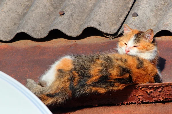 Кіт спить на даху, кіт спить на сонці і засинає — стокове фото