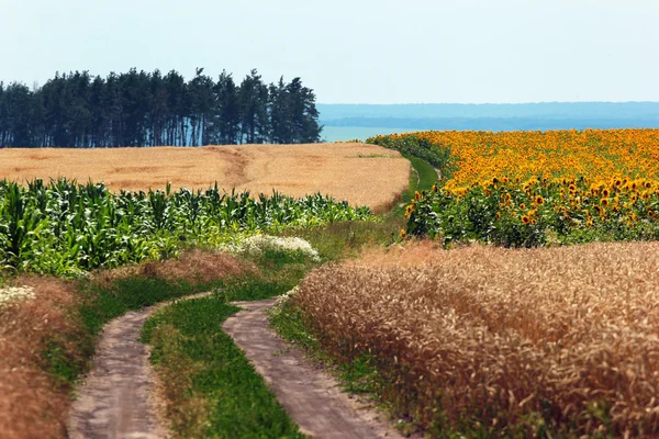 Αγροτικό τοπίο-ένας επαρχιοδότης ανάμεσα σε χωράφια ηλιοτρόπιο, καλαμπόκι και σιτάρι — Φωτογραφία Αρχείου