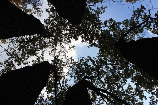 Silhuetas de cinco árvores altas crescendo perto umas das outras . — Fotografia de Stock