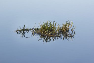 Bir nehir üzerinde yüzen su typha bırakır