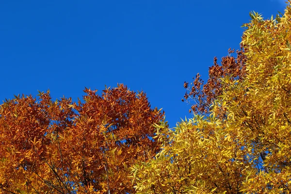 Hojas de color amarillo brillante sobre un fondo de cielo azul — Foto de Stock