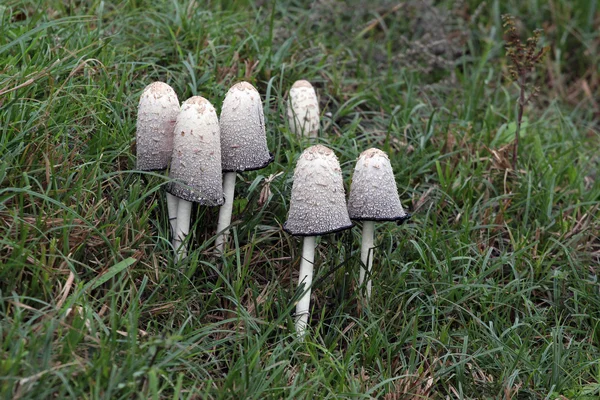 Лохматая грива, Coprinus comatus — стоковое фото