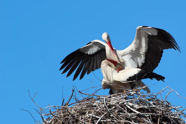 Storchenmännchen und Storchenweibchen lieben das Nest — Stockfoto