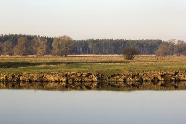 Sakin nehir ve orman, erken Bahar.