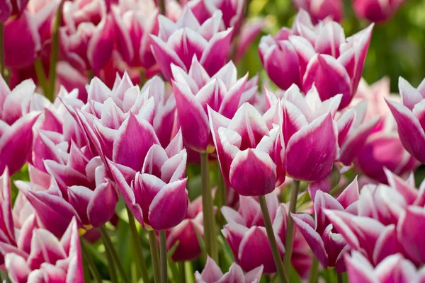 Flor de tulipas explodindo — Fotografia de Stock
