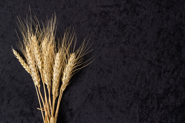 Уши пшеницы на черном
