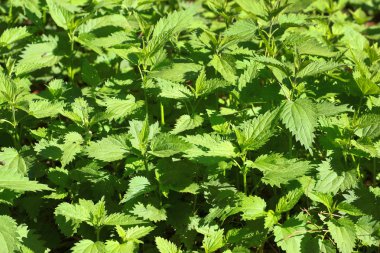 Taze yaprakları ısırgan nettles (Urtica dioica) - yeşil doğal arka plan