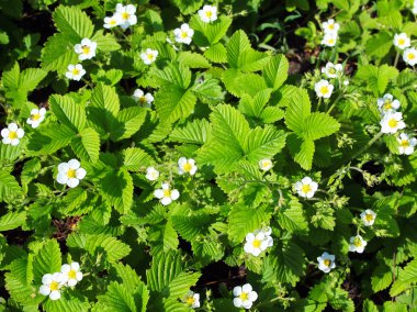 Parlak yeşil çilek yaprakları ve beyaz çiçekler