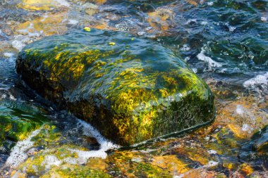 Eski taş yosun ve deniz kıyısı, sığ su yosun kaplı