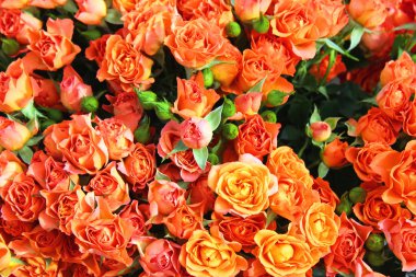 Turuncu ve kırmızı güller arka plan