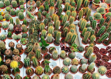 Kaktüsler ve succulents küçük tencere