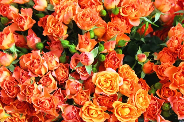 Turuncu ve kırmızı güller arka plan