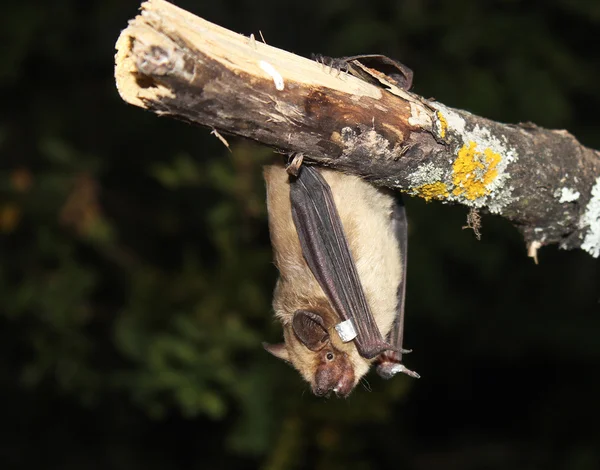 Baş aşağı asılı serotine yarasa (Eptesicus serotinus)