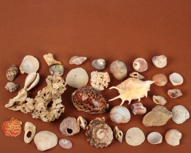 Deniz kabukları ve shellfishes kahverengi masada